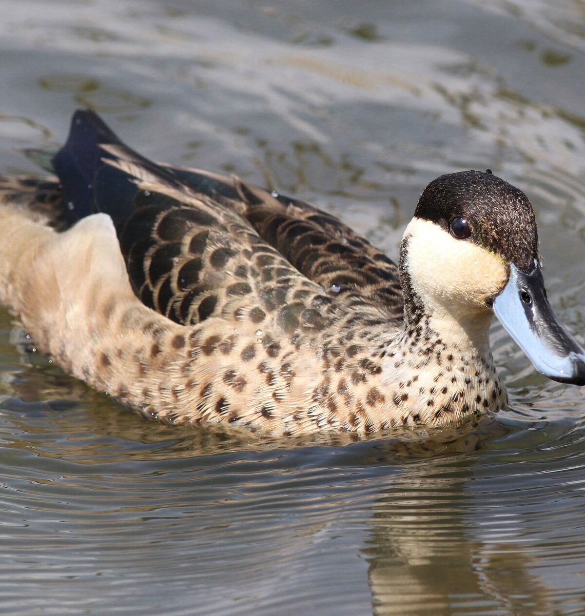 Hottentot Teal
