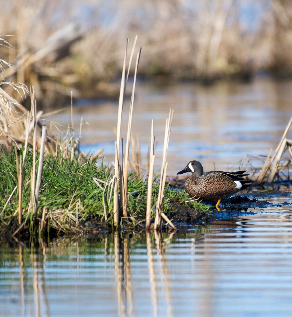 Garganey