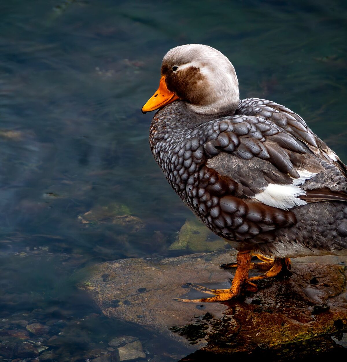 Magellanic Flightless Steamer Duck