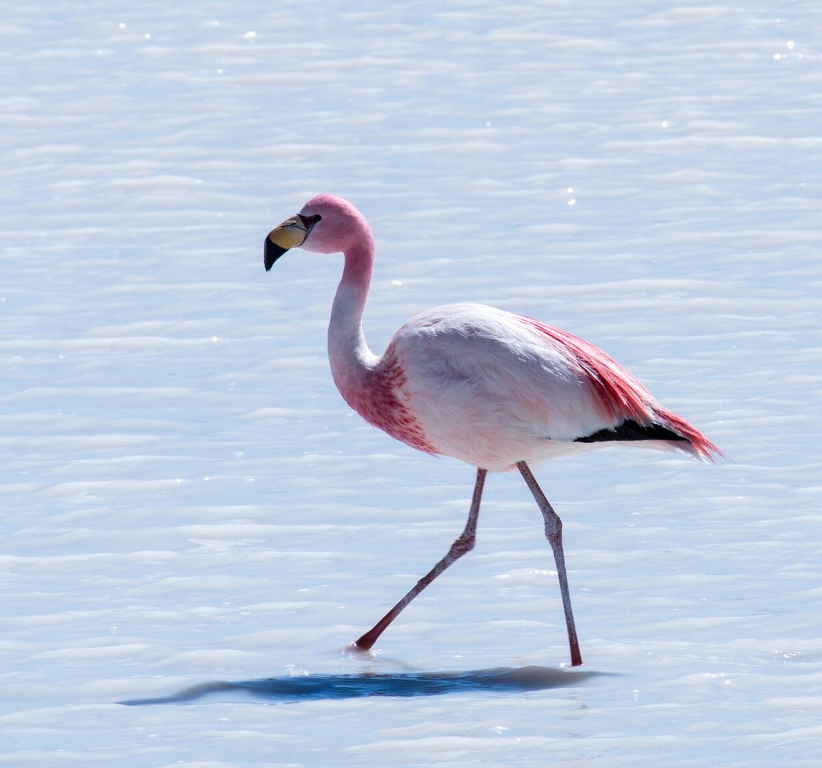 James' Flamingo