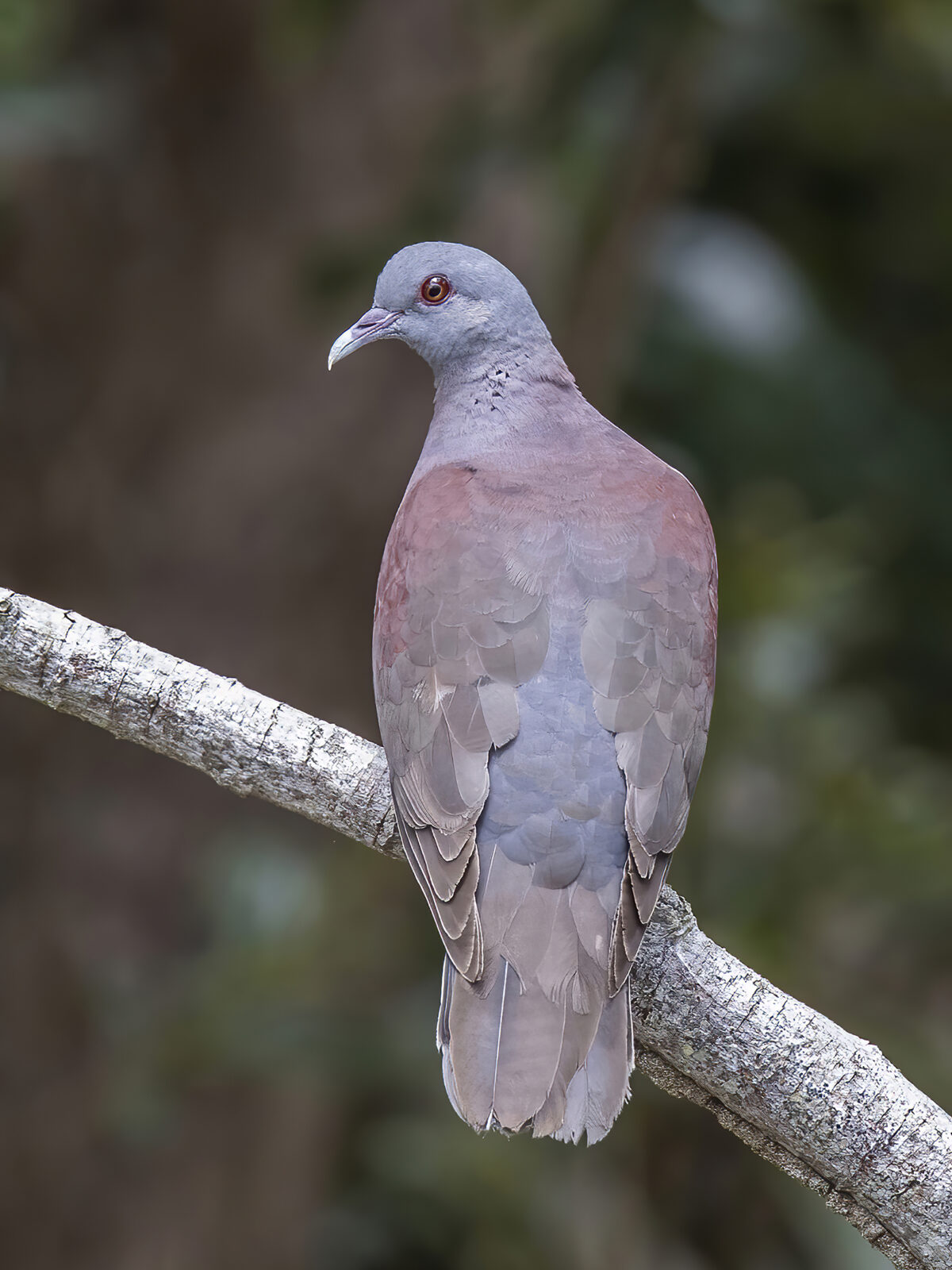Madagascar Turtledove