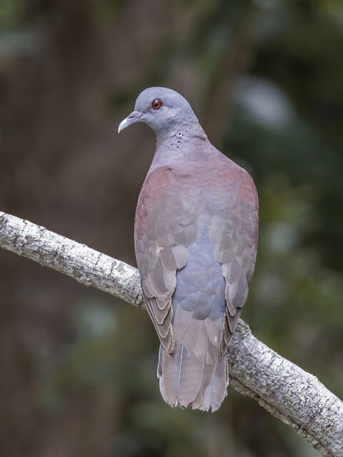 Madagascar Turtledove