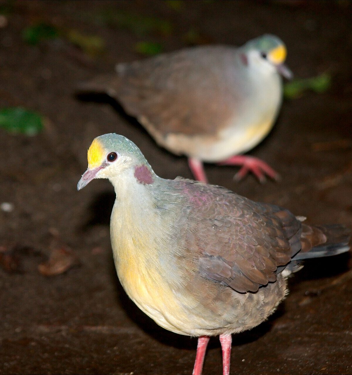 Yellow-breasted Ground Dove