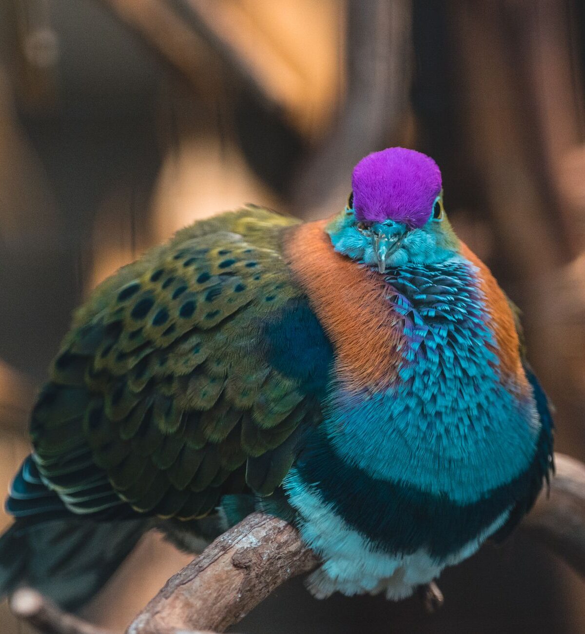 Superb Fruit Dove