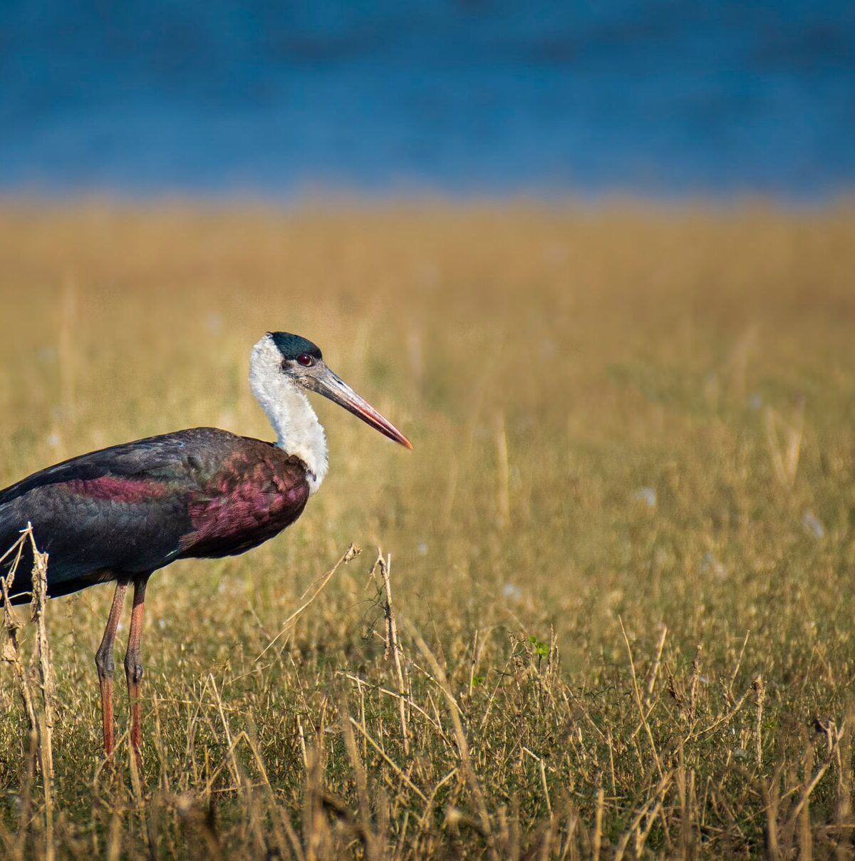 Woolly-necked Stork