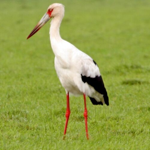 Stork