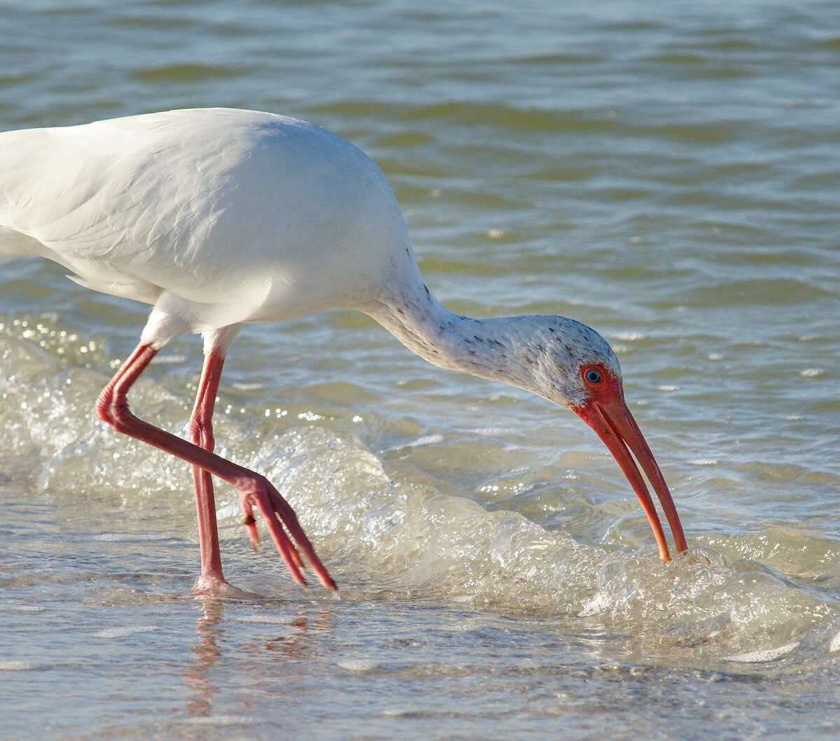American White Ibis