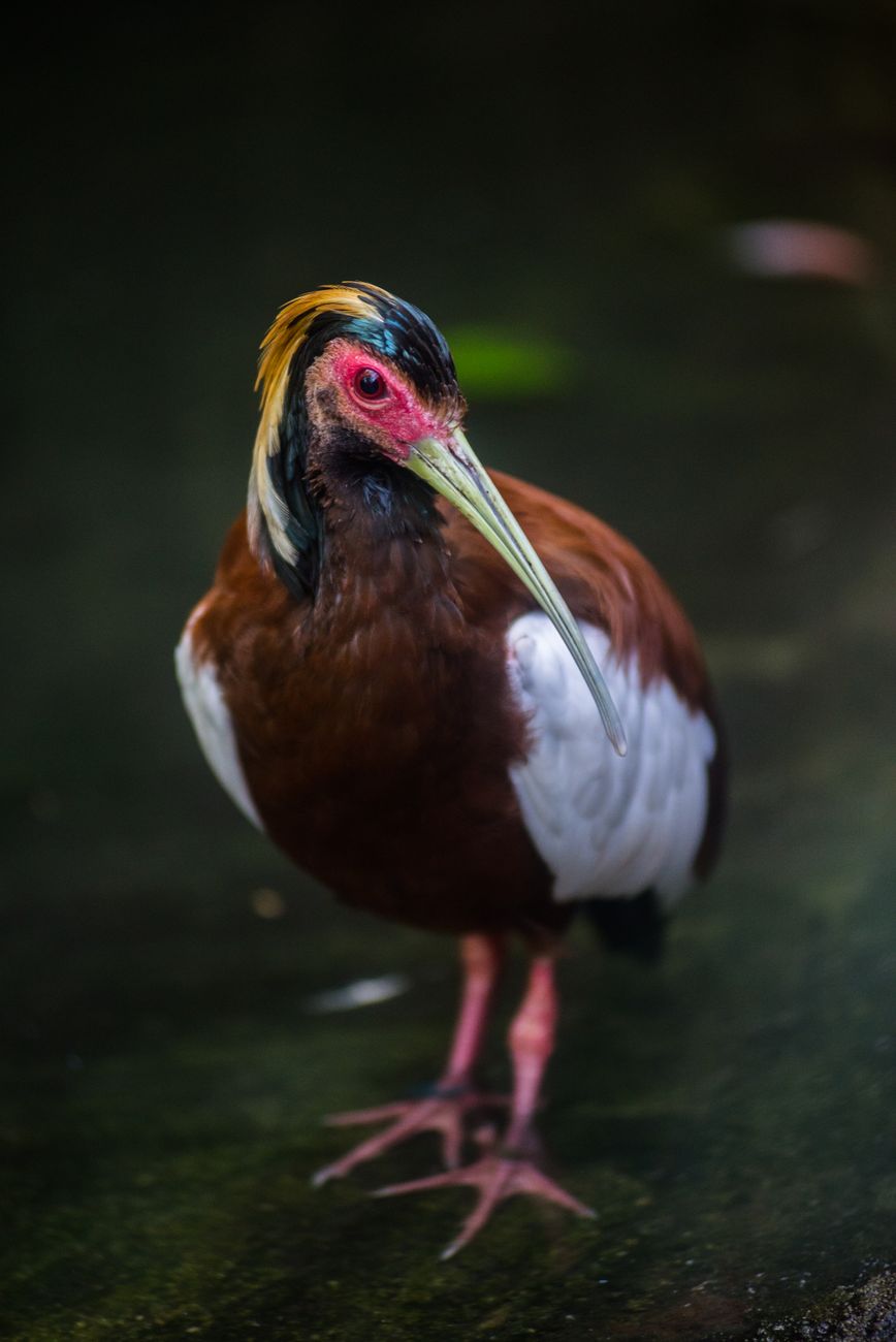 Madagascar Ibis