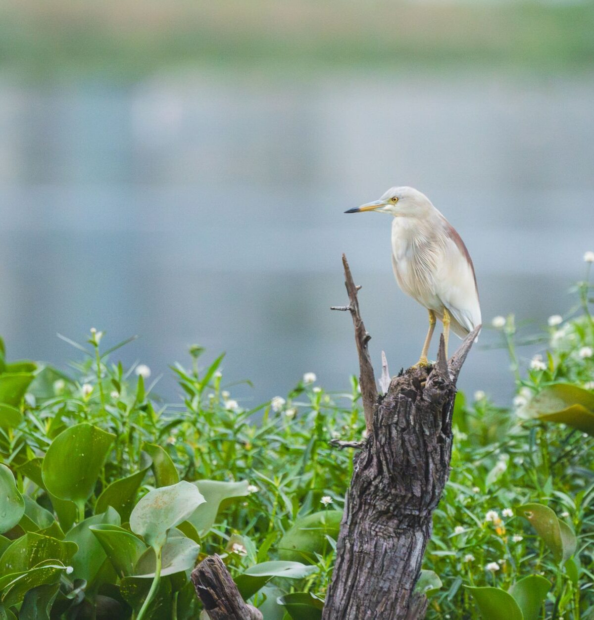 Javan Pond Heron