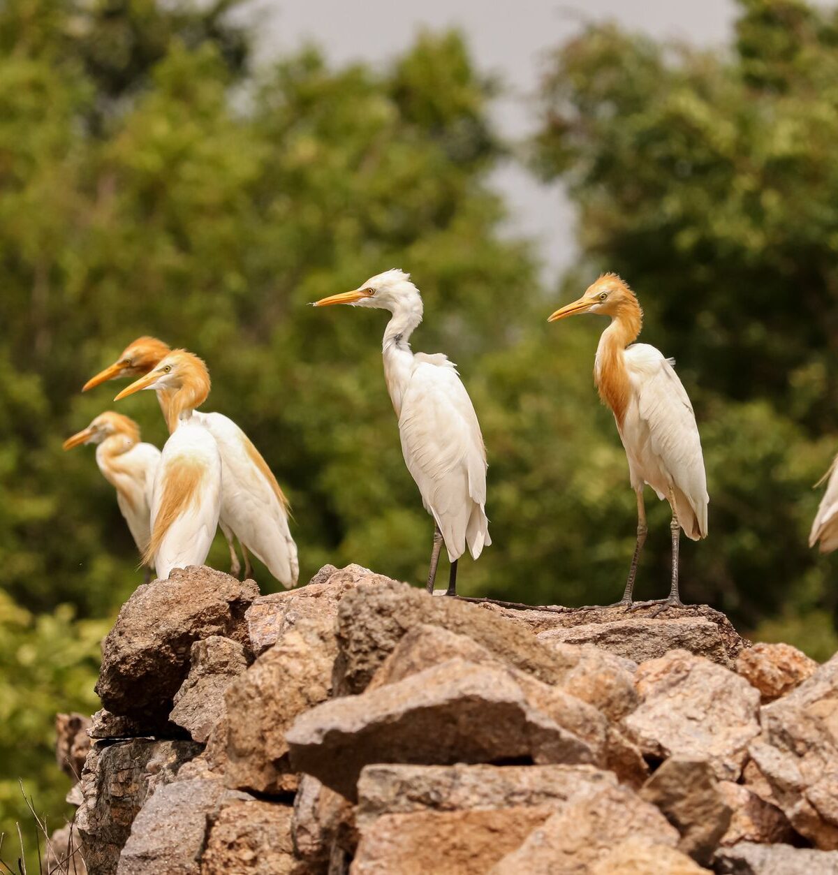 Cattle Egret
