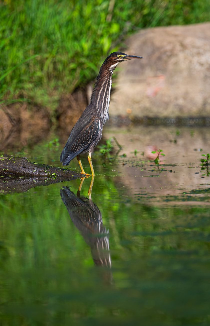 Little Bittern