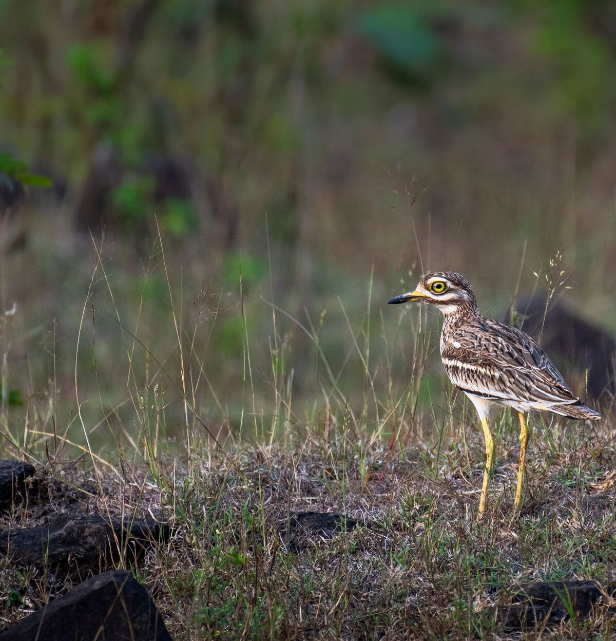 Stone Curlew