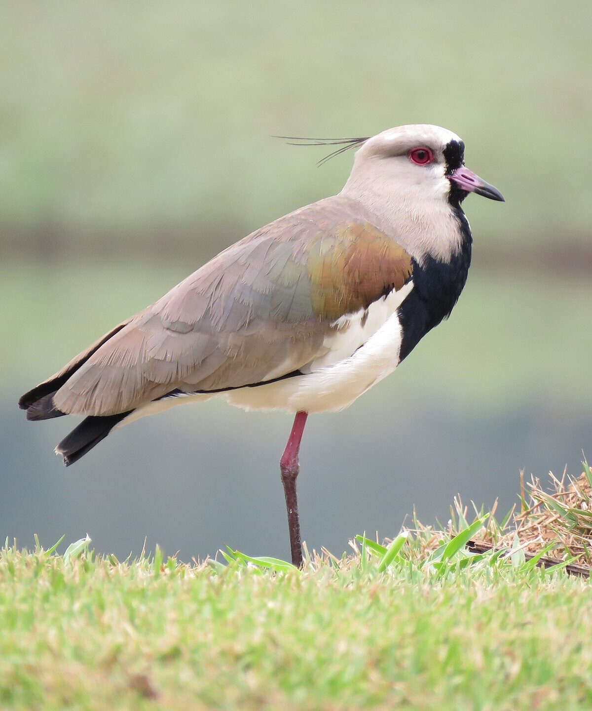 Southern Lapwing