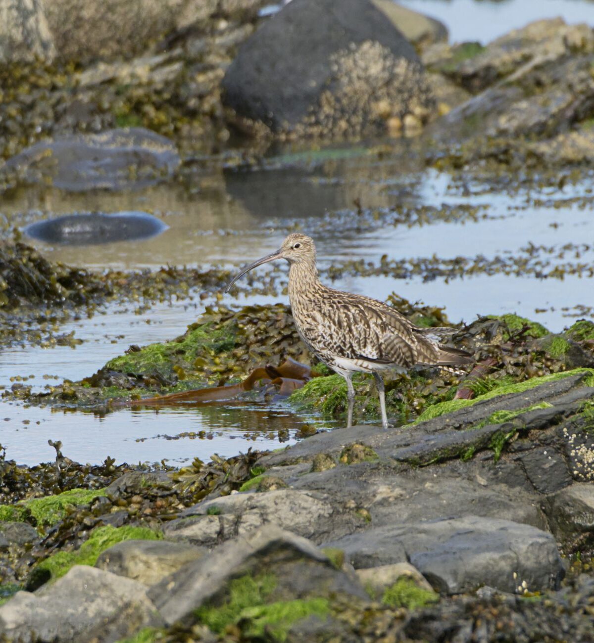 Eurasian Curlew
