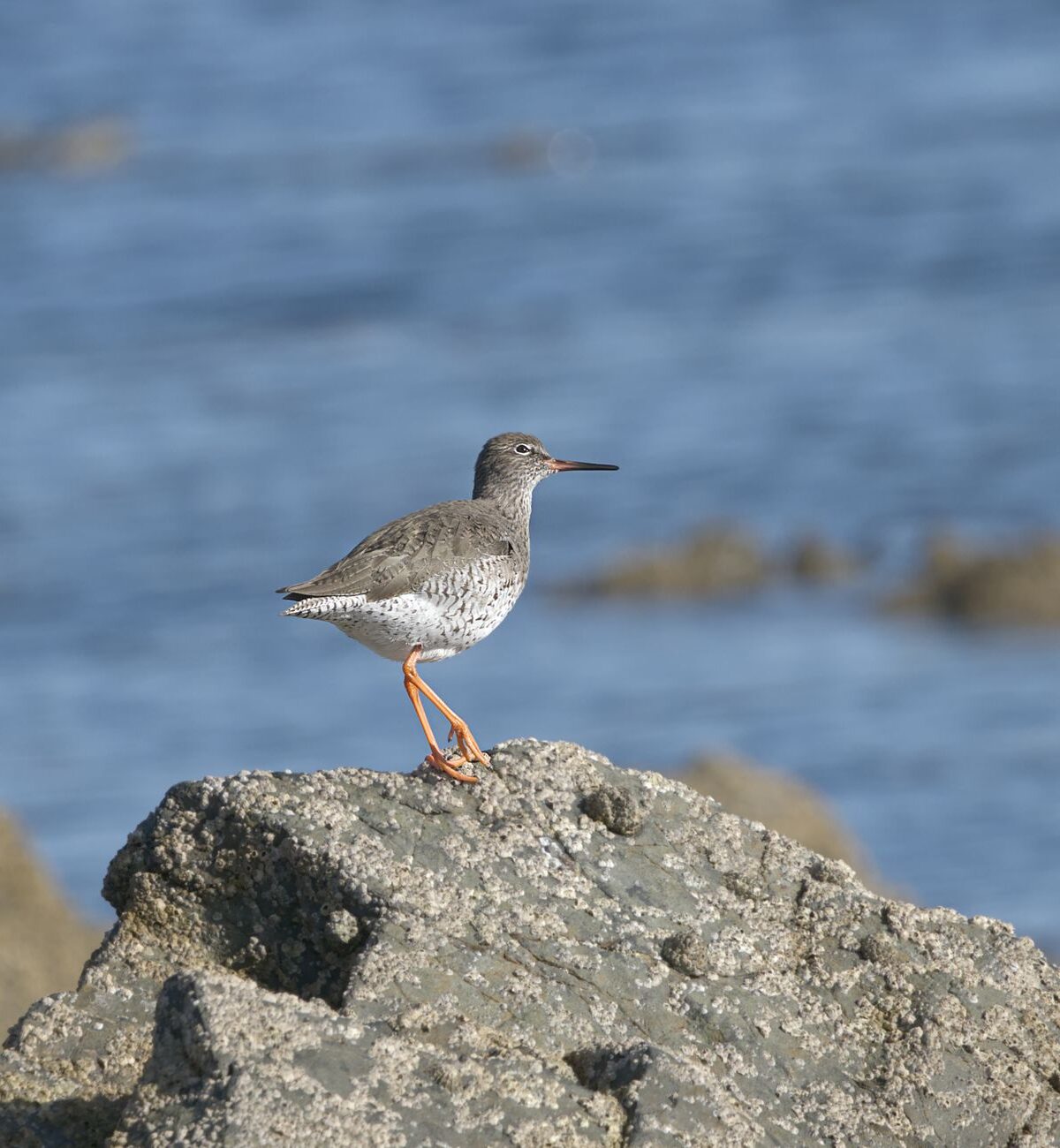 Redshank