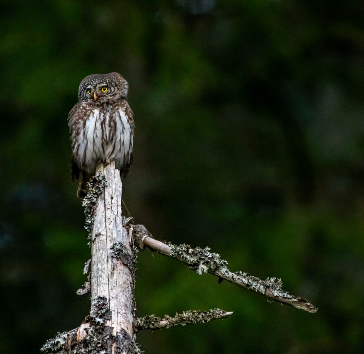 Ferruginous Pygmy Owl