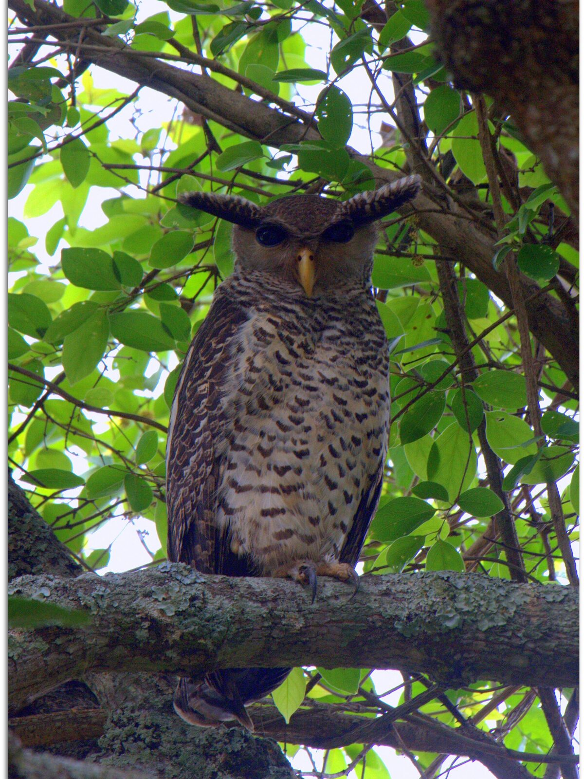Forest Eagle Owl