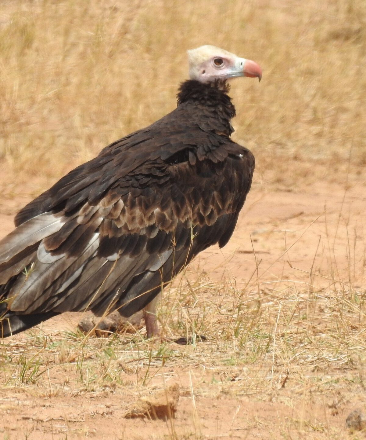 White-headed Vulture
