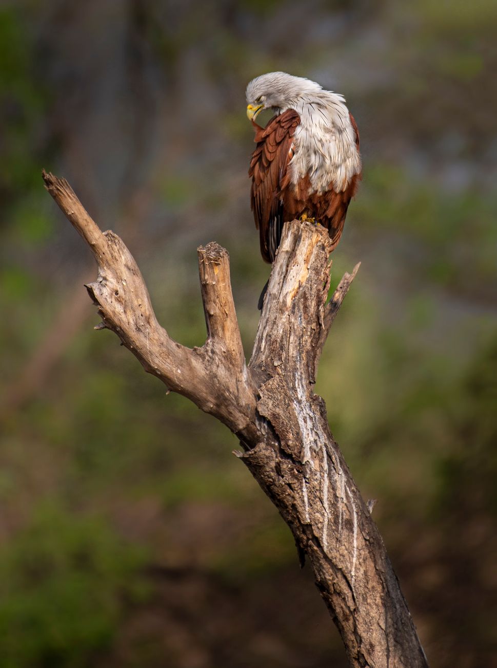 Brahminy Kite