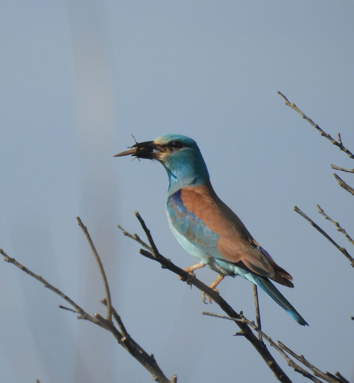 European Roller