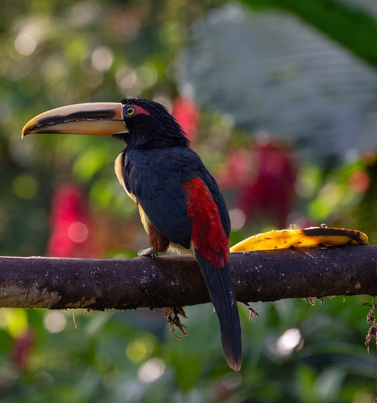 Pale-mandibled Aracari