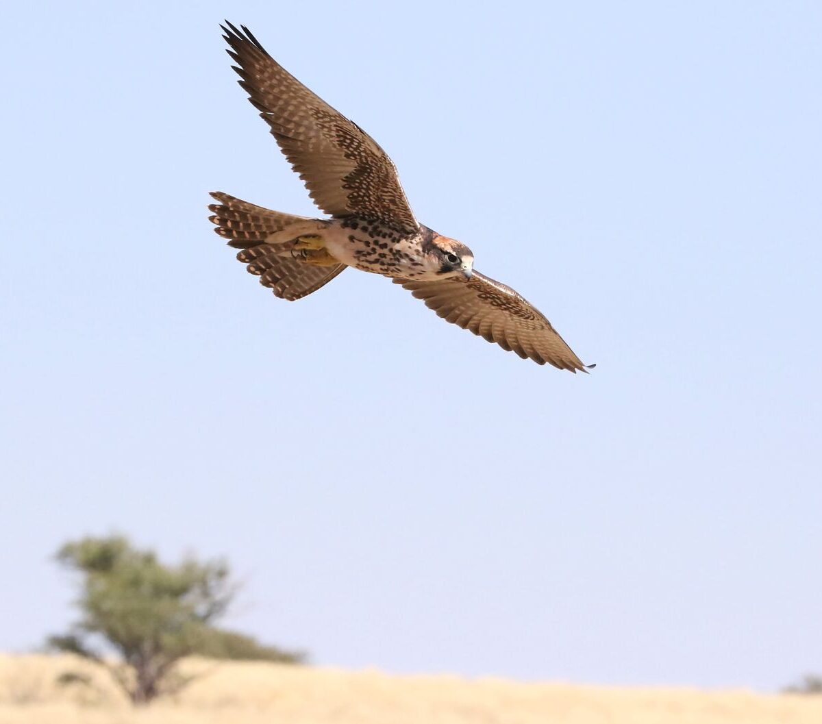 Lanner Falcon