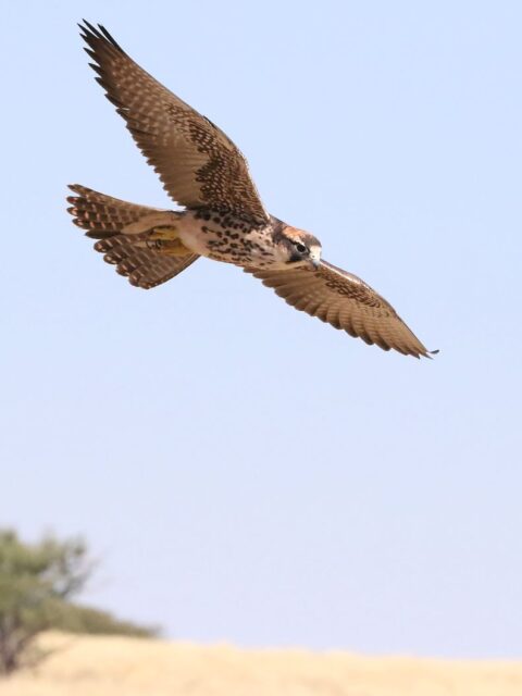 Lanner Falcon