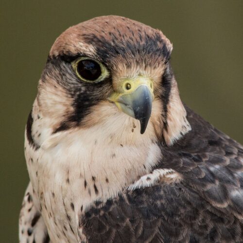 Falcon