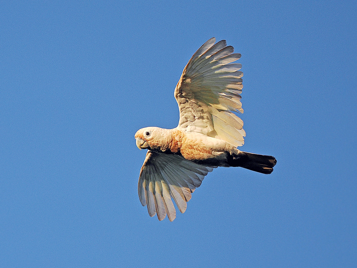 Goffin's Cockatoo