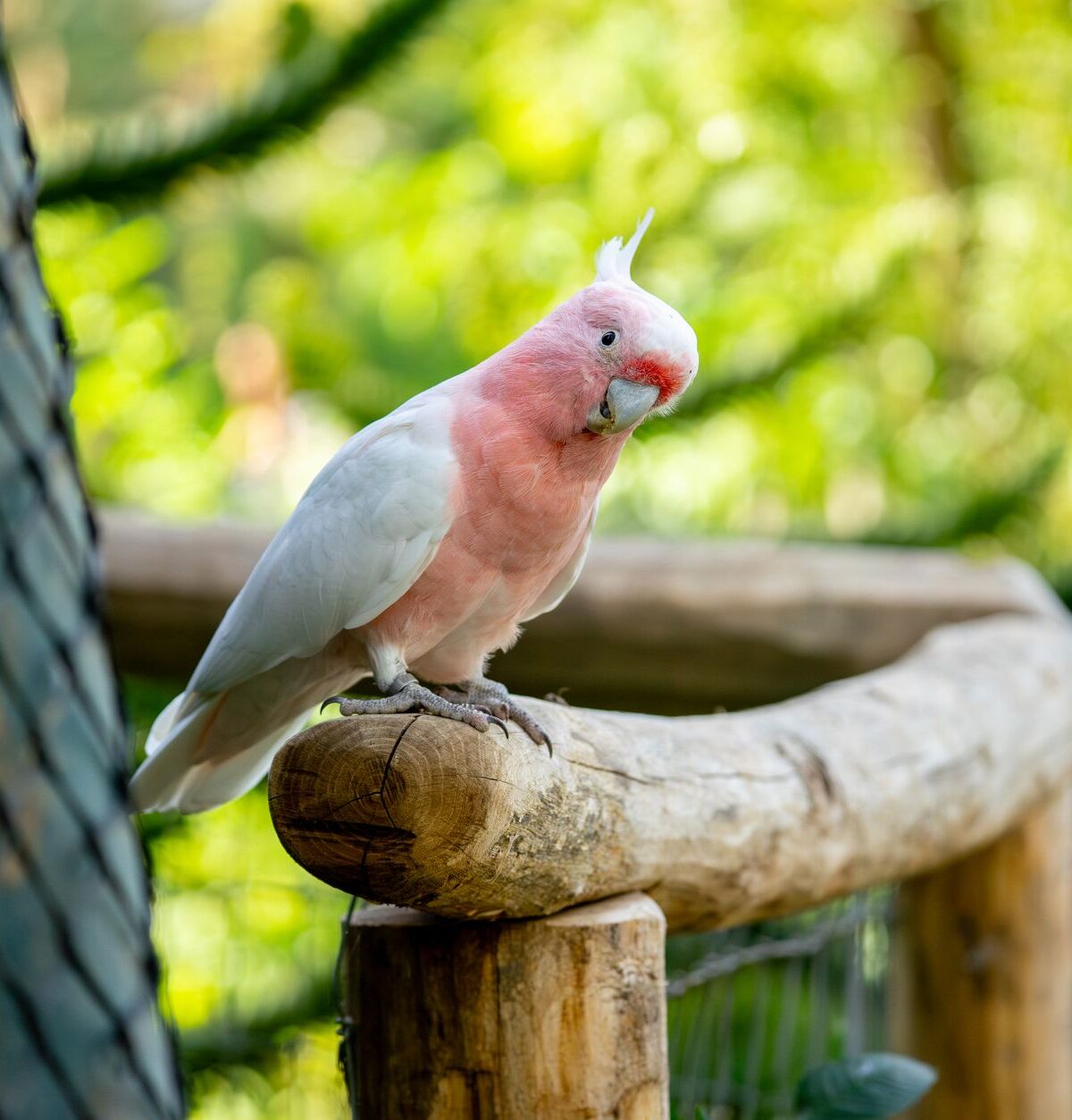 Major Mitchell's Cockatoo