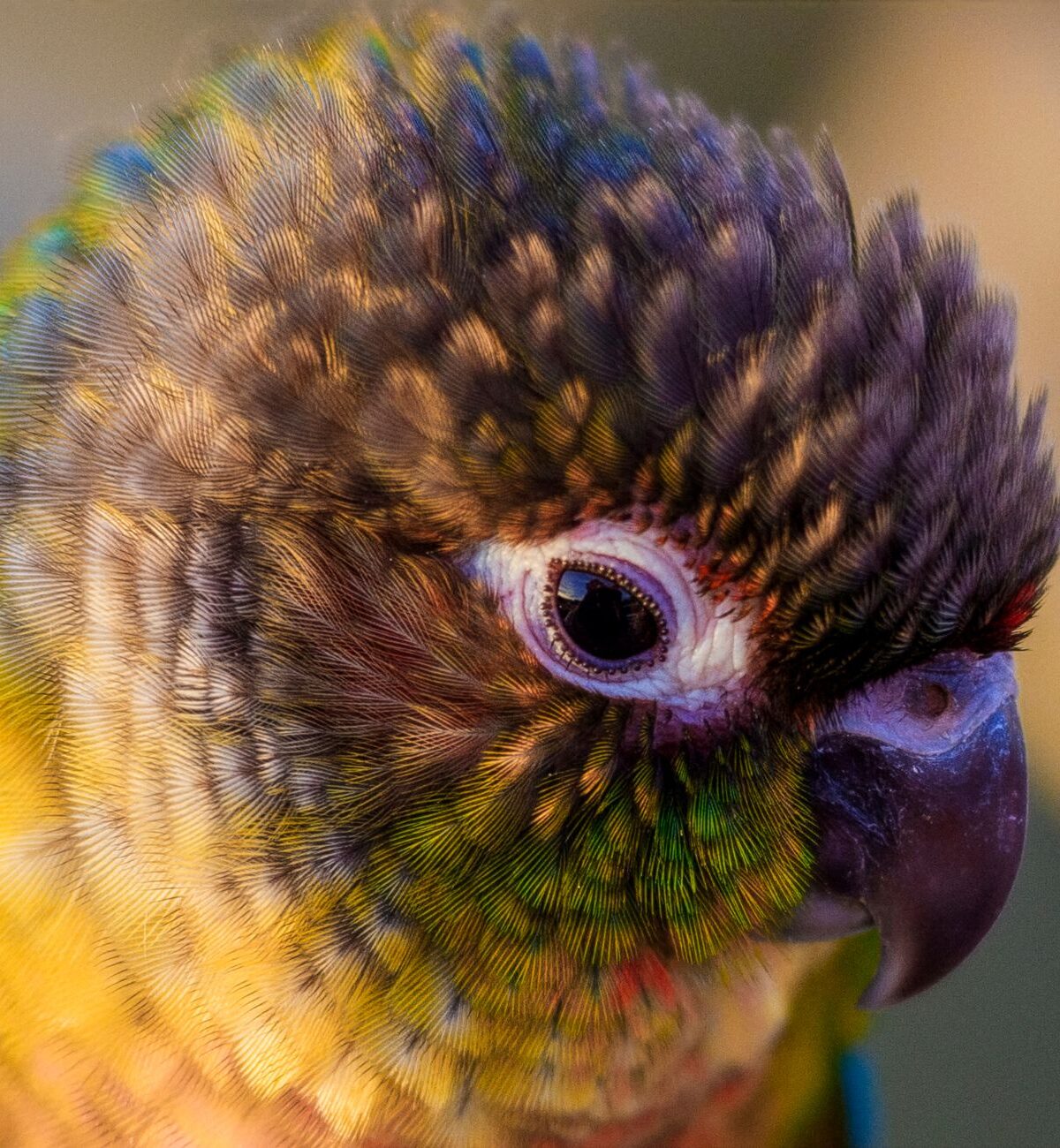 Pearly Conure