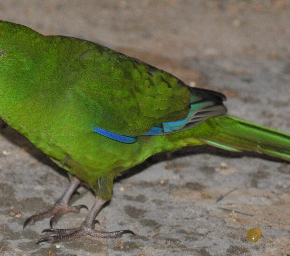 Yellow-fronted Parakeet