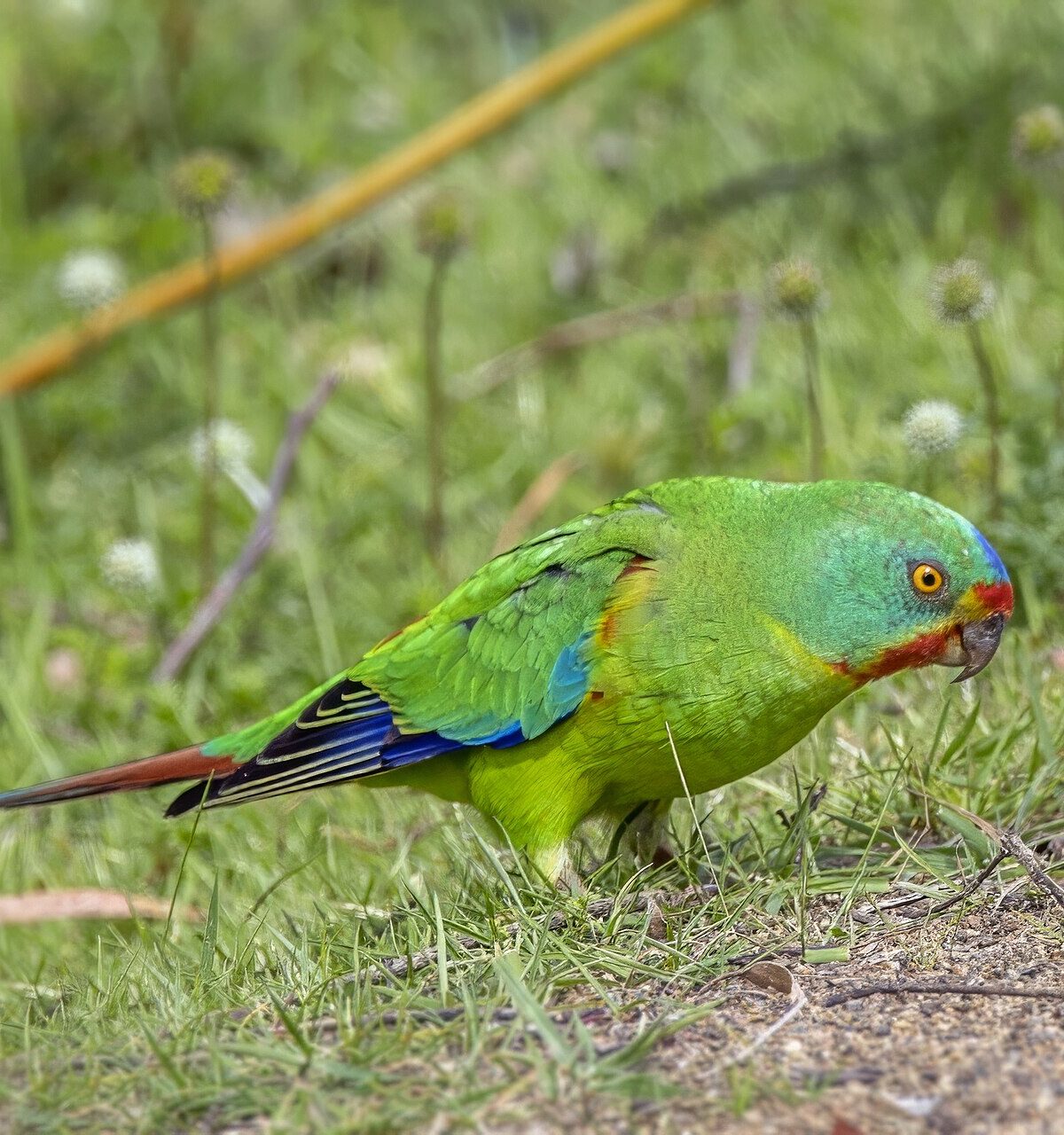 Swift Parrot