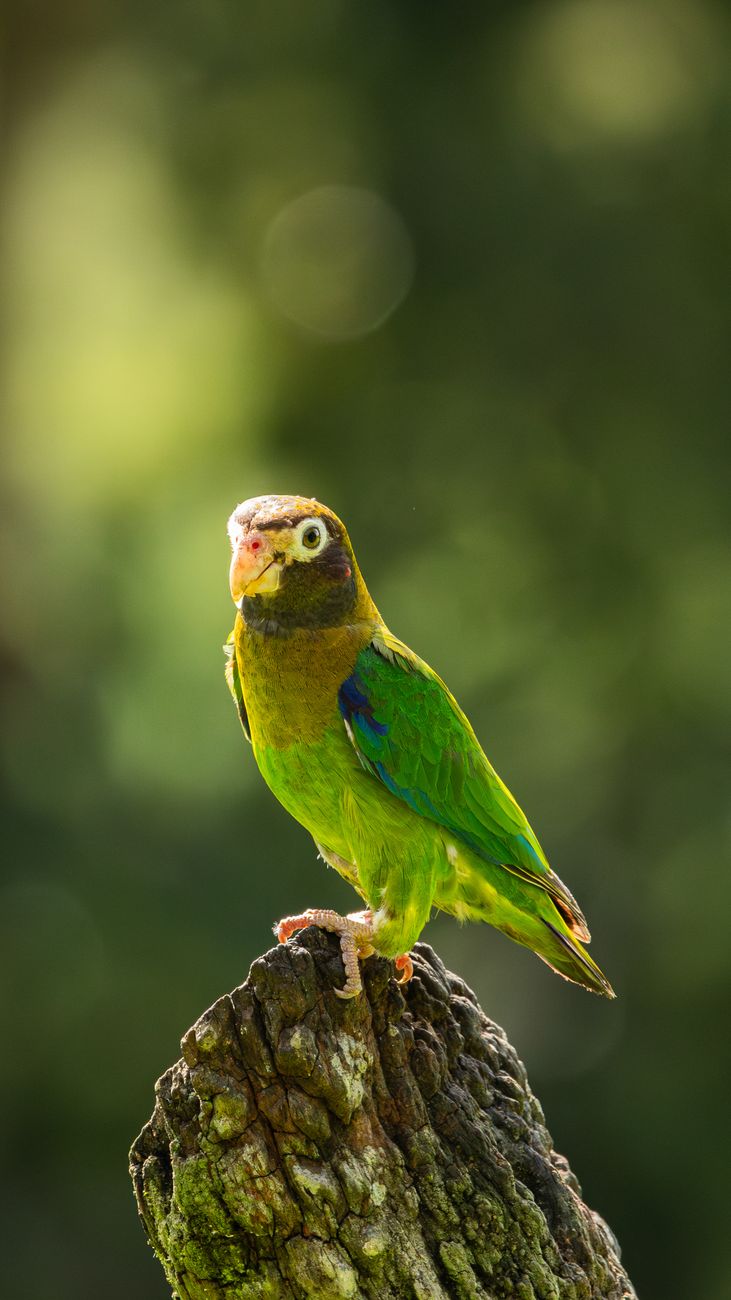 Hooded Parrot