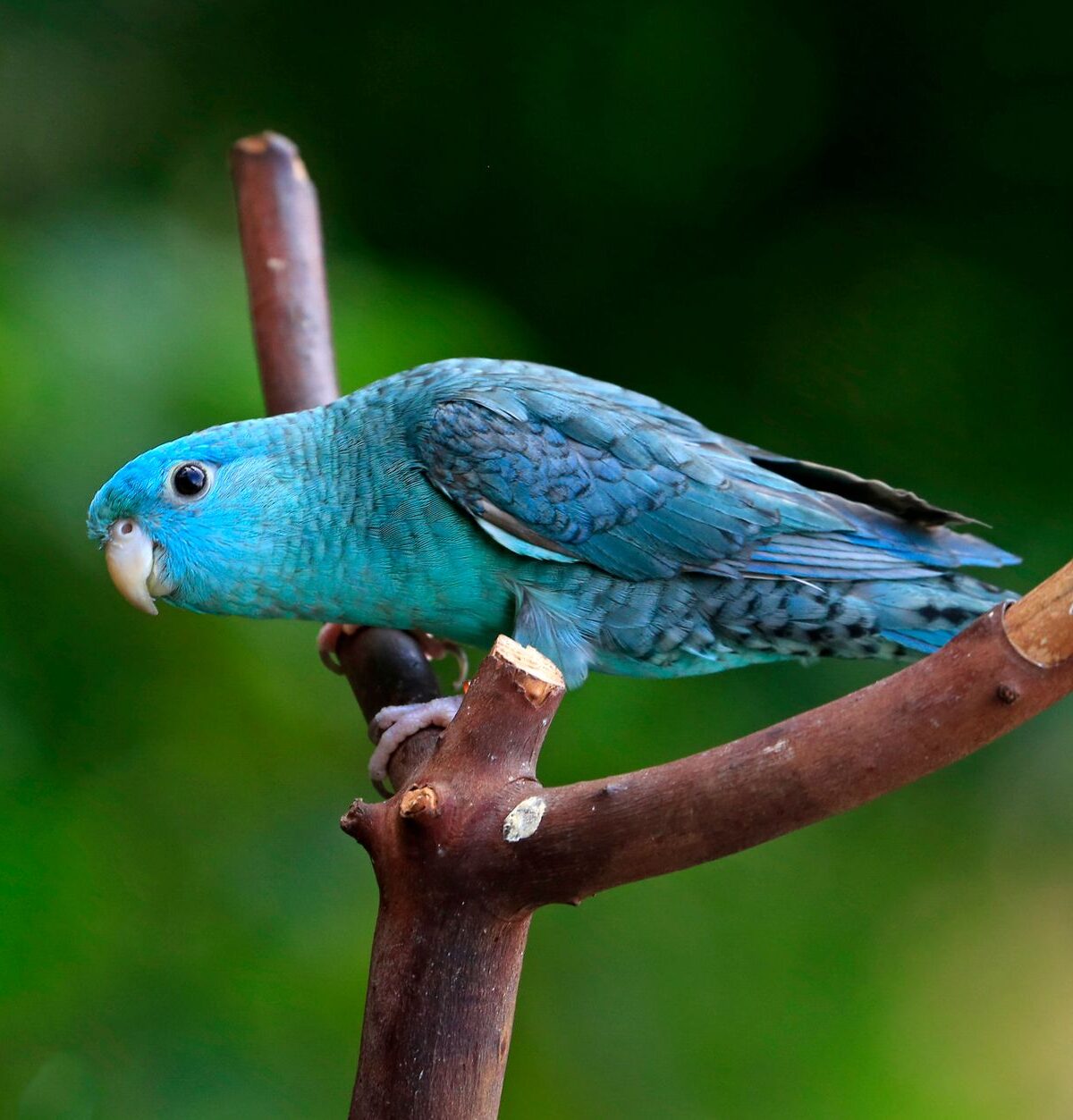 Turquoise Parrot