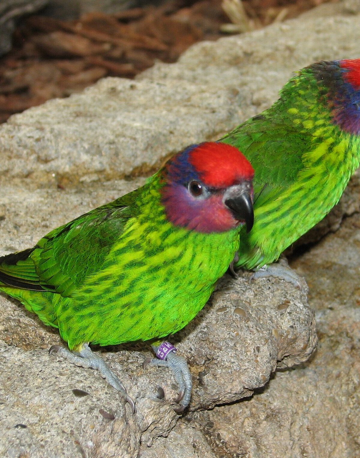Goldie's Lorikeet