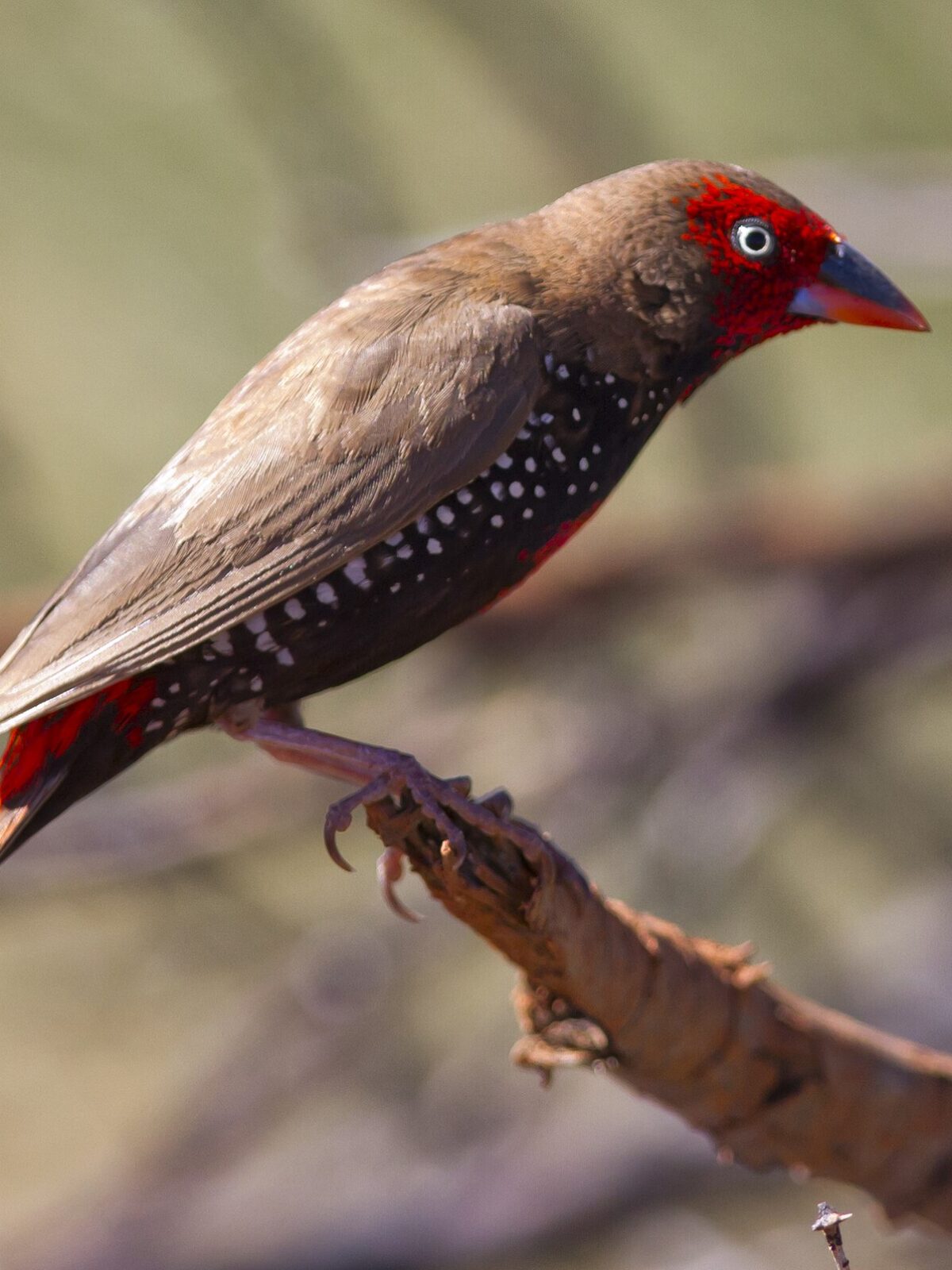 Painted Finch