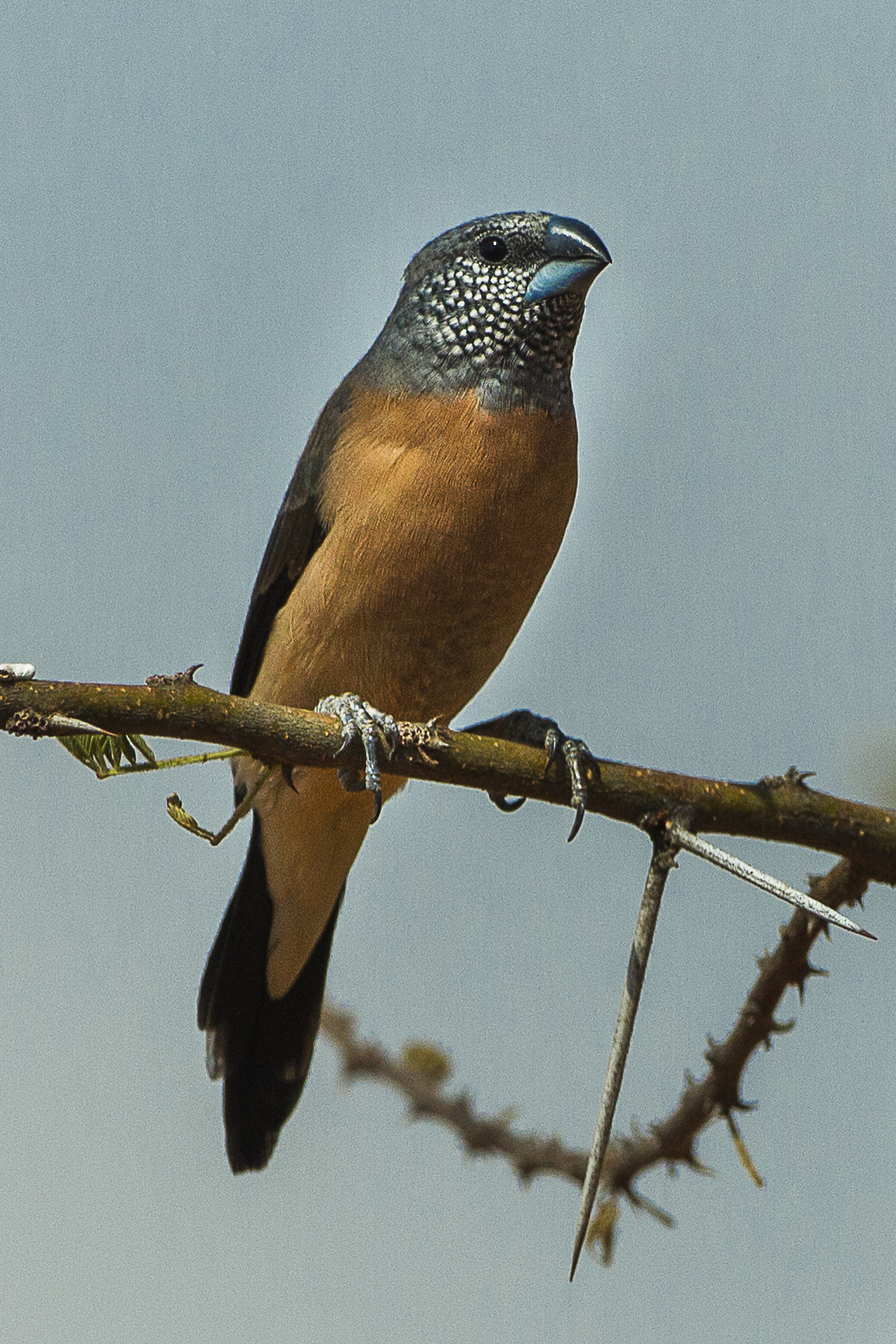 Grey-headed Silverbill