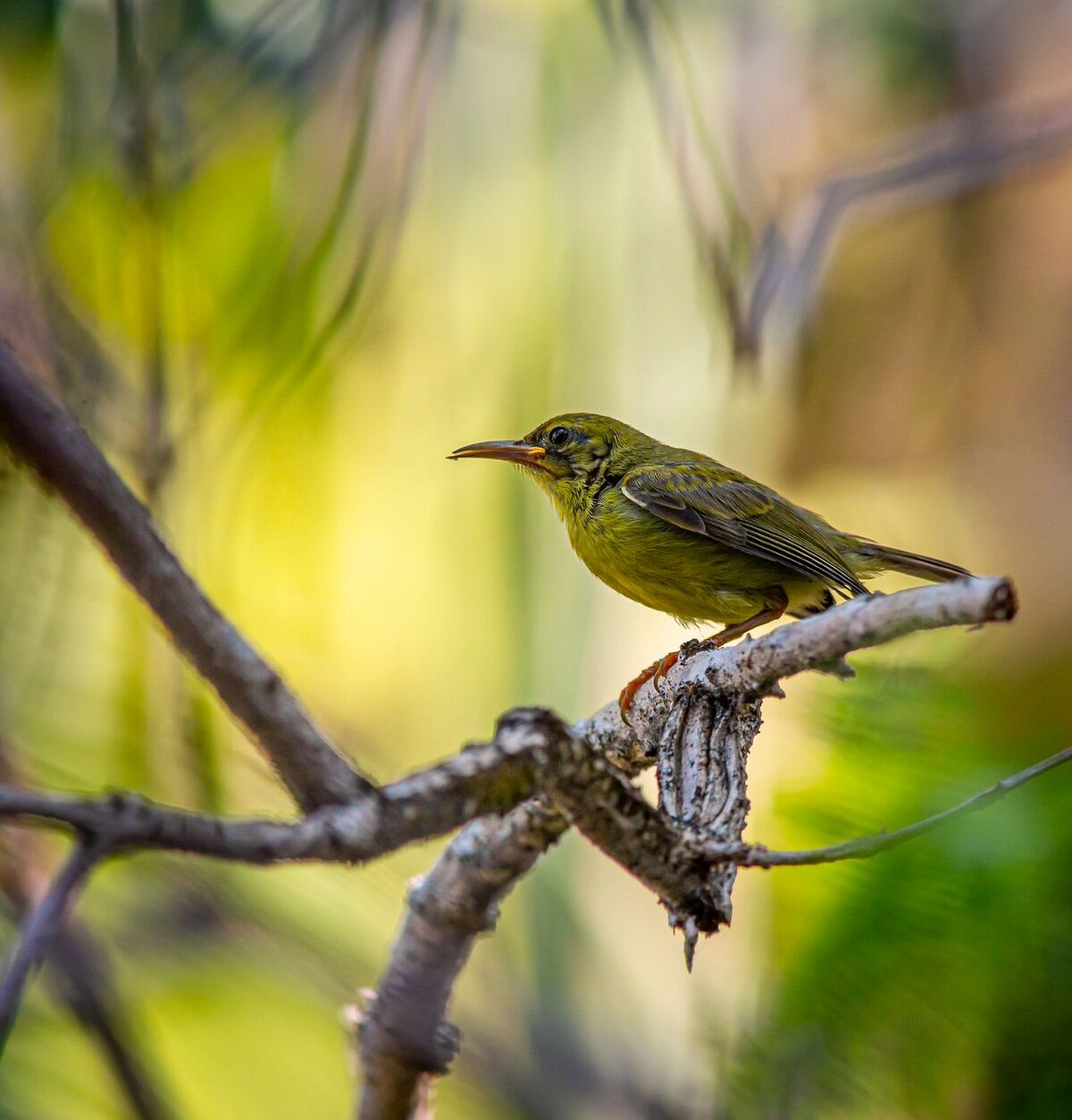 Grey-headed Olive-back