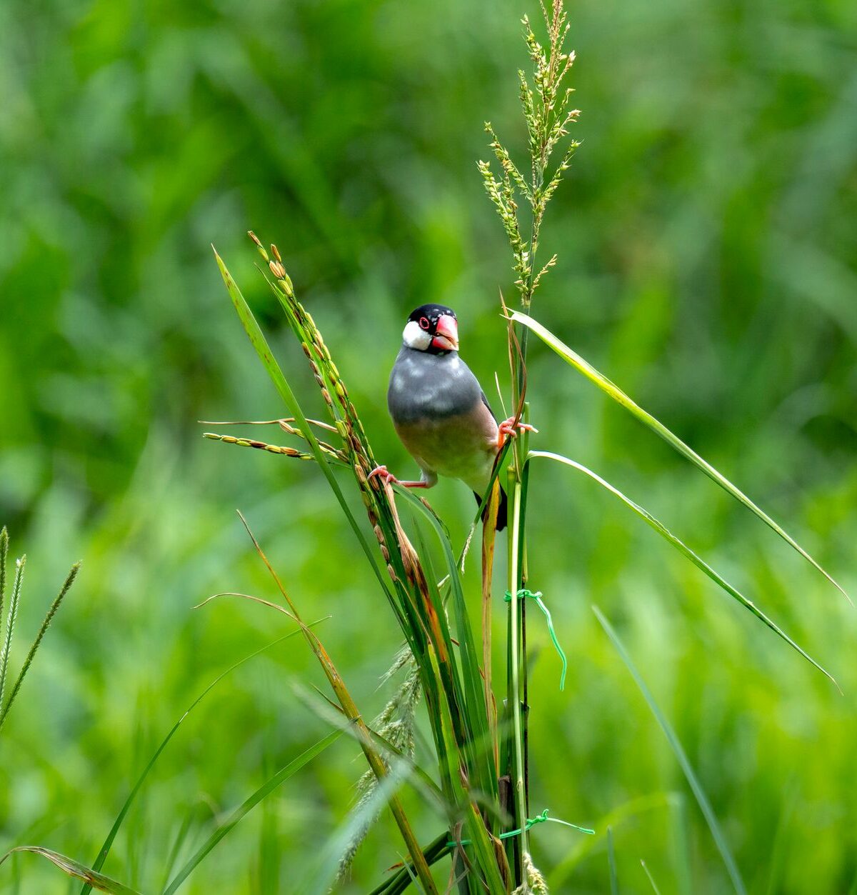Javan Sparrow