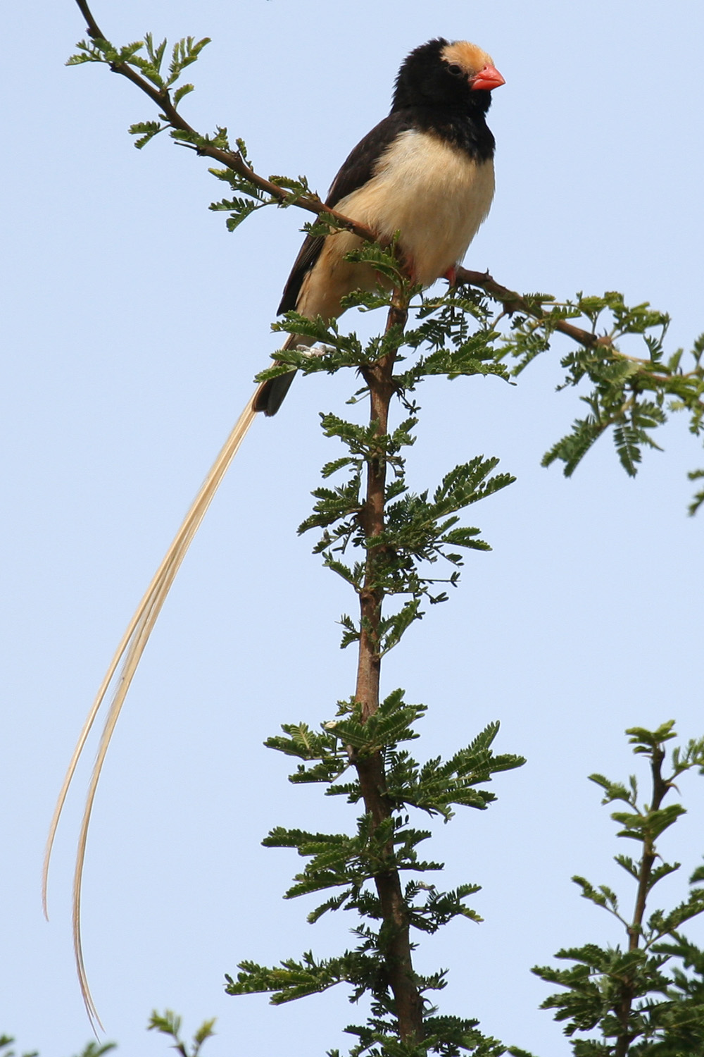 Fischer's Straw-tailed Whydah