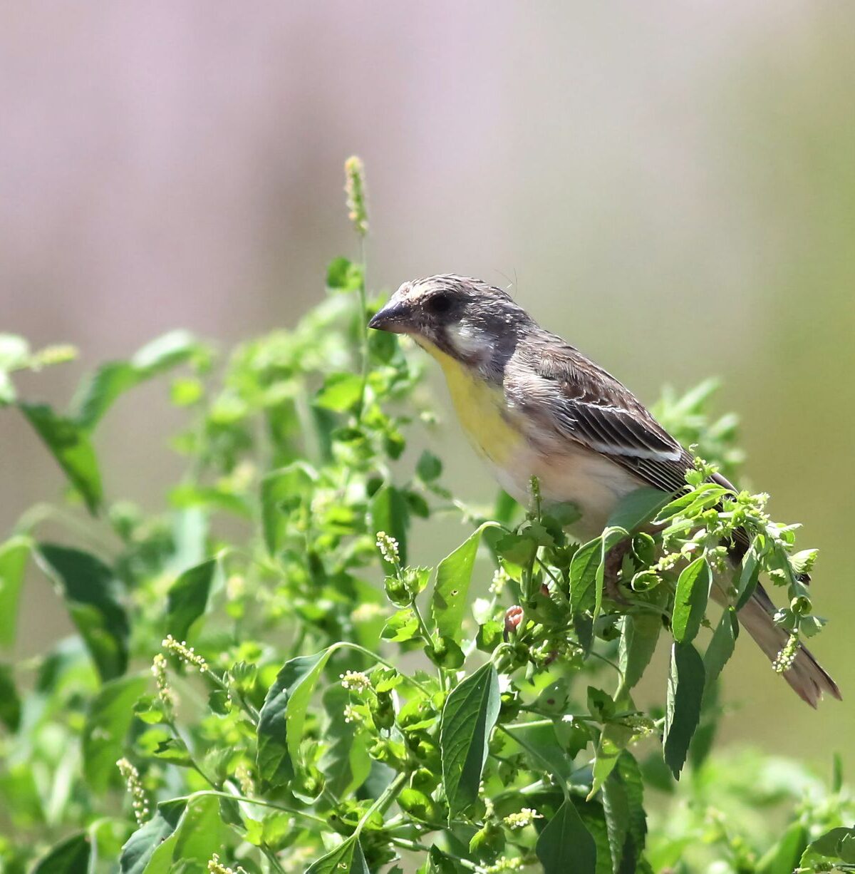 Lemon-breasted Canary