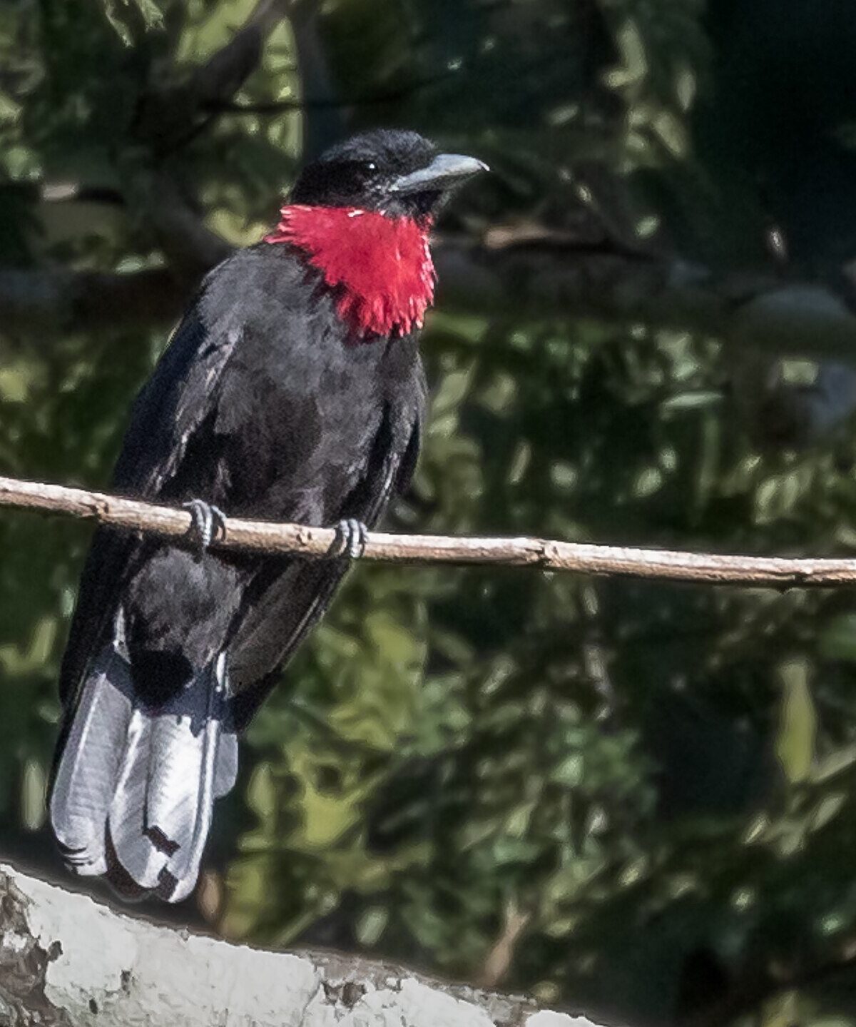 Purple-throated Fruitcrow