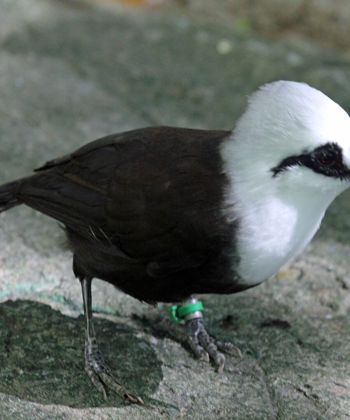 Sumatran Laughing Thrush