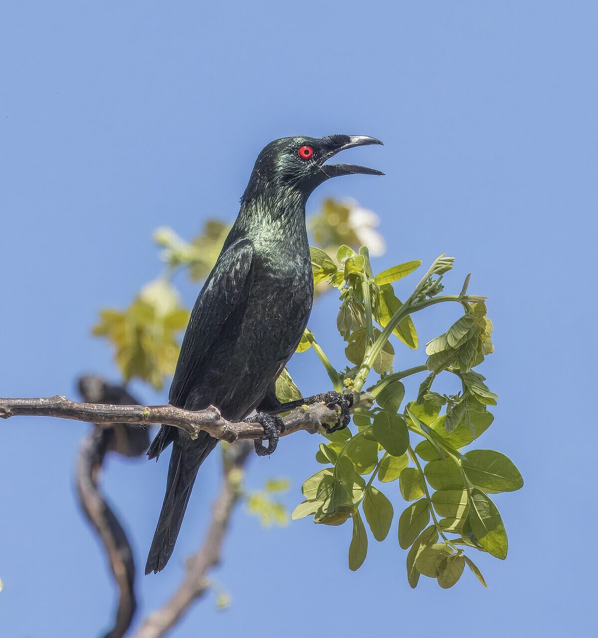 Philippine Glossy Starling