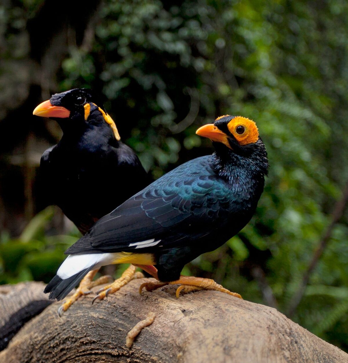 Hill Mynah
