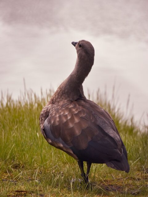 Abyssinian Blue-winged Goose