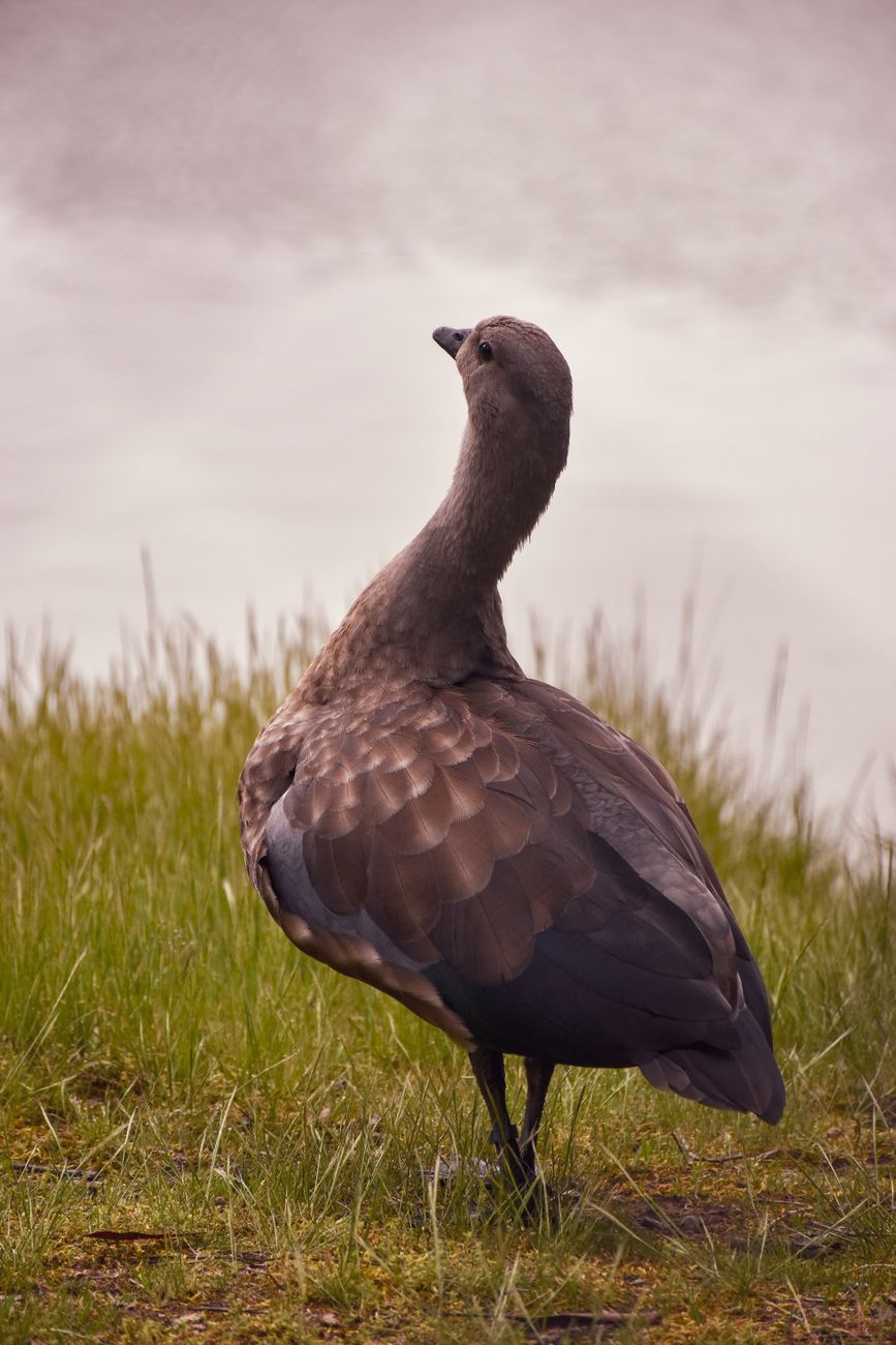Abyssinian Blue-winged Goose