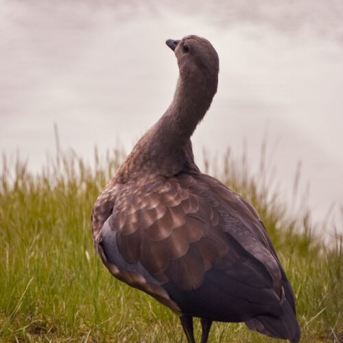 Blue-Winged Goose