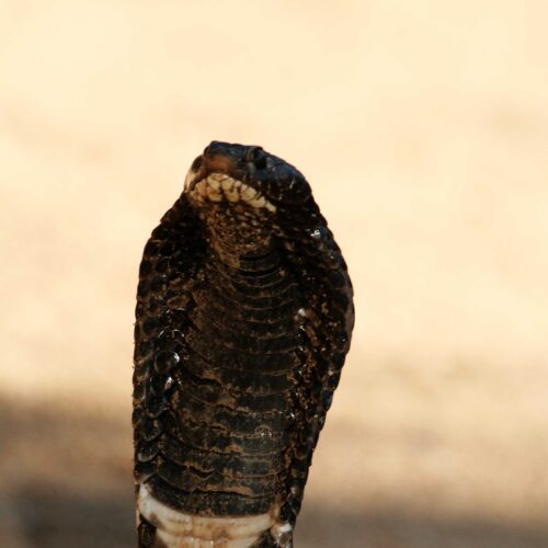 Cobra